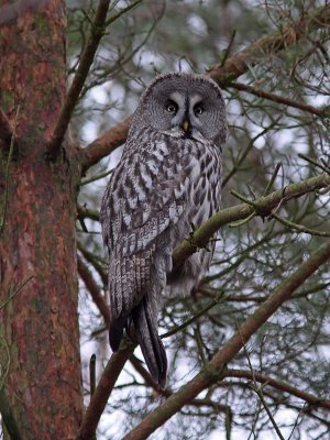 Lappuggla - Great Grey Owl (Strix Nebulosa)