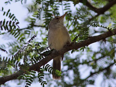 Kapverdesångare - Cape Verde Warbler (Acrocephalus brevipennis)