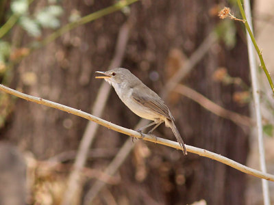 Kapverdesngare - Cape Verde Warbler (Acrocephalus brevipennis)