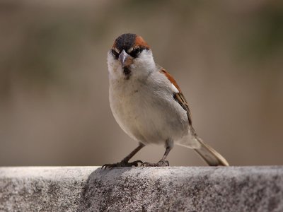 Kapverdesparv - Iago Sparrow (Passer iagoensis)