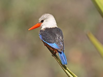 Gråhuvad kungsfiskare - Grey-headed Kingfisher (Halcyon leucocephala)