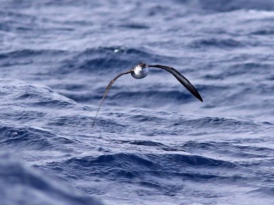 Boydlira - Boyd's Shearwater (Puffinus boydi)