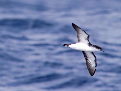 Boydlira - Boyd's Shearwater (Puffinus boydi)