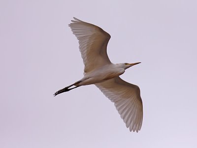 Kohäger - Cattle Egret (Bubulcus ibis)