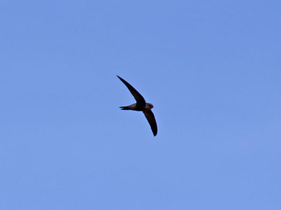 Kapverdeseglare - Cape Verde Swift (Apus alexandri)