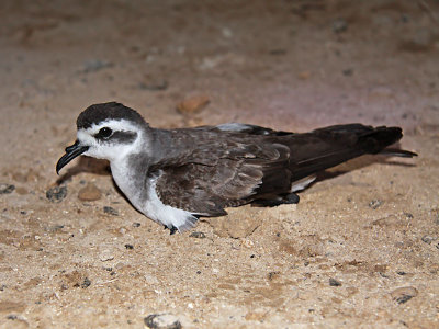 Fregattstormsvala - White-faced Storm Petrel (Pelagodroma marina)