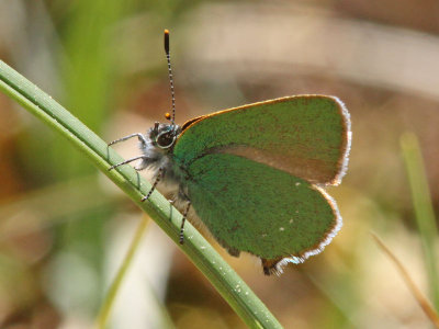 Grnsnabbvinge - Green Hairstreak (Callophrys rubi)
