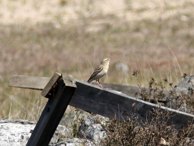 Fältpiplärka - Tawny Pipit (Anthus campestris)