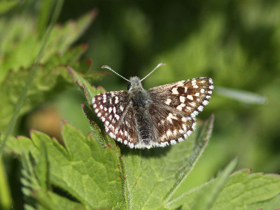Smultronvisslare - Grizzled Skipper (Pyrgus malvae)