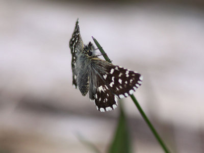 Smultronvisslare - Grizzled Skipper (Pyrgus malvae)