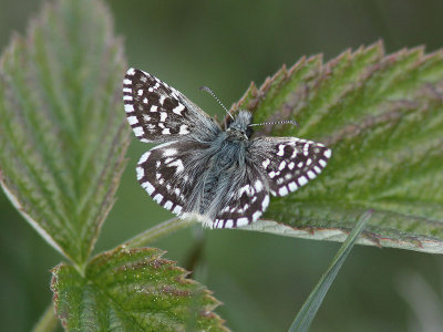 Smultronvisslare - Grizzled Skipper (Pyrgus malvae)