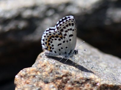 Lycaenidae ( Juvelvingar ) 
