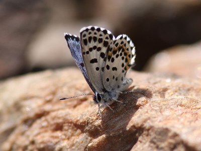 Fetrtsblvinge - Chequered Blue (Scolitantides orion)