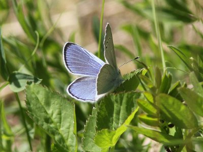 Klverblvinge - Green-underside Blue (Glaucopsyche alexis)