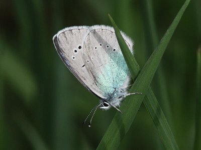 Klverblvinge - Green-underside Blue (Glaucopsyche alexis)