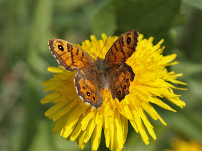 Svingelgrsfjril - Wall Brown (Lasiommata megera)