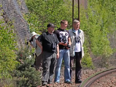 Fetrtblvinge - twitchers