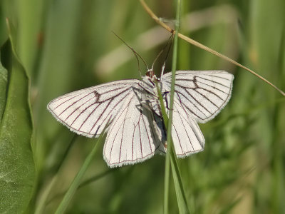 Svartribbad vitvingemtare - Black-veined Moth (Siona lineata)