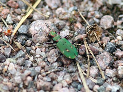 Grn Sandjgare - Green tiger beetle (Cicindela campestris)