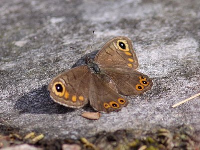 Berggrsfjril - Northern Wall Brown (Lasiommata petropolitana)