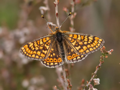 Vddntfjril - Marsh fritillary (Euphydryas aurinia)