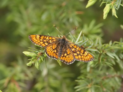 Vddntfjril - Marsh fritillary (Euphydryas aurinia)