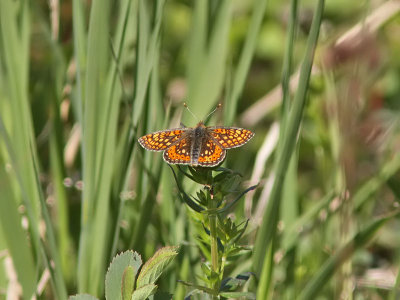 Vddntfjril - Marsh fritillary (Euphydryas aurinia)