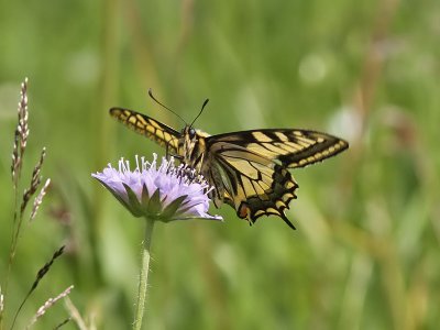 Makaonfjril - Swallowtail (Papilio machaon)