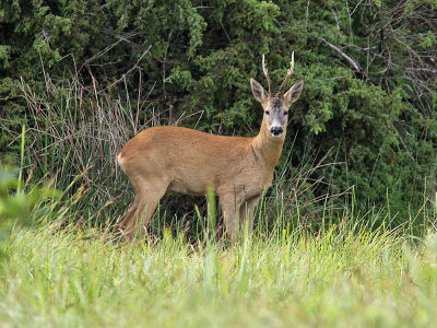 Rdjur - European Roe Deer (Capreolus capreolus)