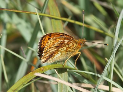 lggrsprlemorfjril - Lesser Marbled Fritillary (Brenthis ino)