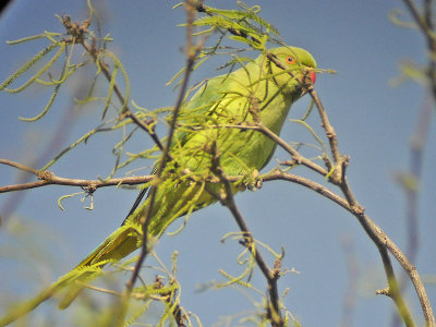 Halsbandsparakit - Rose-ringed Parakeet (Psittacula krameri)