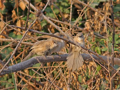 Irakskriktrast - Iraq Babbler (Turdoides altirostris)