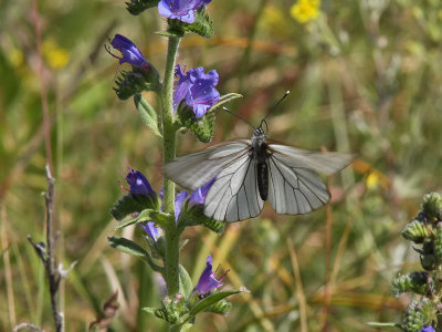 Hagtornsfjril - Black Veined White (Aporia crataegi)