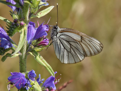 Hagtornsfjril - Black Veined White (Aporia crataegi)