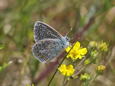 Puktrneblvinge - Common blue (Polyommatus icarus)