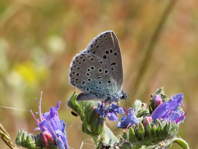 Svartflckig blvinge - Large blue (Maculinea arion)