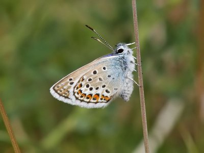 Ljungblvinge - Silver-studded Blue (Plebejus argus)