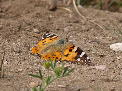 Tistelfjril - Painted Lady (Cynthia cardui)