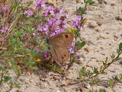 Vitgrsfjril - Large Wall brown (Lasiommata maera)