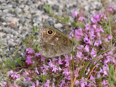 Vitgrsfjril - Large Wall brown (Lasiommata maera)