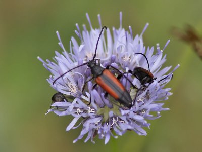 ngsblombock - Black-striped Longhorn Beetle (Stenurella melanura)