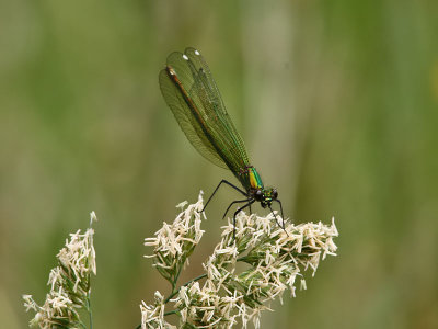 Blbandad jungfruslnda - Banded Demoiselle (Calopteryx splendens)