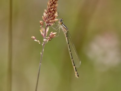 Sjflickslnda - Common Blue Damselfly (Enallagma cyathigerum)