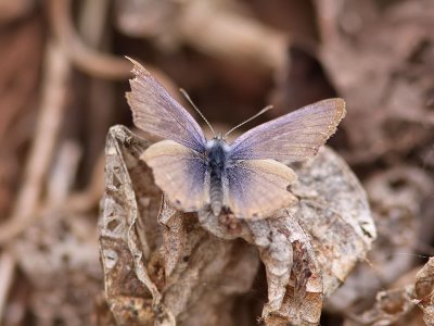 Lngsvansad blvinge - Long-tailed Blue (Lampides boeticus)