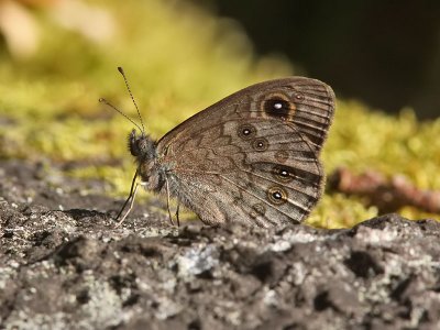 Vitgrsfjril - Large Wall brown (Lasiommata maera)