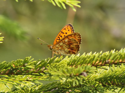 lggrsprlemorfjril - Lesser Marbled Fritillary (Brenthis ino)