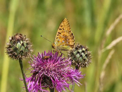 ngsprlemorfjril - Dark green fritillary (Argynnis aglaja)