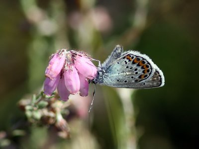 Ljungblvinge - Silver-studded Blue (Plebejus argus)