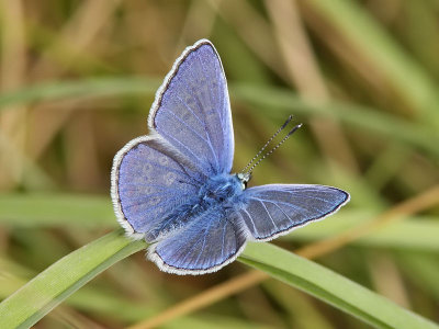 Puktrneblvinge - Common blue (Polyommatus icarus)