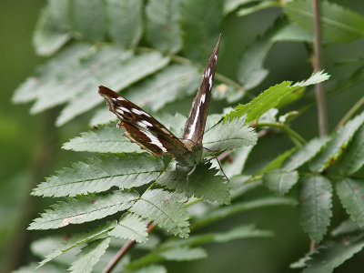 Slgskimmerfjril - Purple Emperor (Apatura iris)